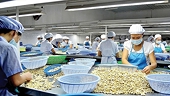There are many potential risks from plant quarantine for cashew kernel exports