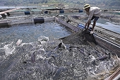 Developing reservoir fisheries, building brands for the domestic market