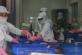 Aquatic product exports are facing inventory challenges due to certificate issues