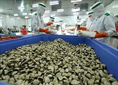 Ample room to grow and develop Vietnamese clam exports
