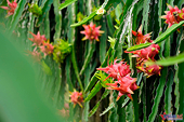 Vietnam’s farm produce cements position in Chinese market