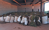 China markedly reduces import duties on rooibos