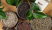 Many challenges in the 2024 pepper crop