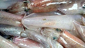 RoK emerges as largest importer of Vietnamese squid and octopus