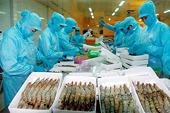 Shrimp emerges as major aquatic export product to Australia