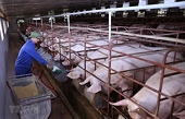 Husbandry associations urges technical barriers to be tightened as soaring meat imports weigh on domestic industry
