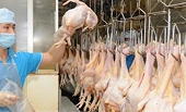 Vietnam to export chicken meat to Islamic countries