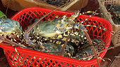 Việt Nam's lobster exports record strong growth in two months