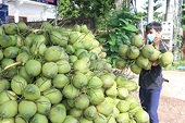 Fruit, vegetable exports likely to soar to record levels