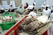 Squid and octopus exports decline slightly by 2% in Q1