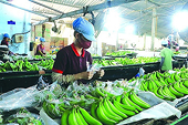 Take advantage to increase fruit and vegetable exports to nearby markets