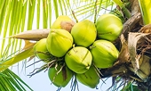 Organic coconut nectar products officially enter Australia for first time
