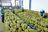 Fruit and vegetable exports to RoK and Thailand surge