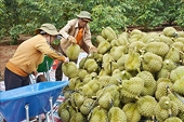 More efforts needed to maintain export growth to China: Insiders