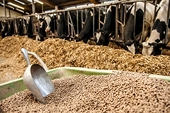 MoF refuses to cut import tax for some materials of animal feed production
