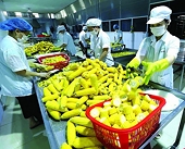 Agricultural, forestry and fishery product exports continue to "scoring points"