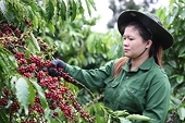 Vietnam posts over 100% growth in coffee exports to Spain