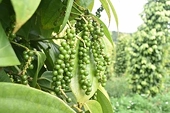 Vietnam's pepper export nears 500 million USD