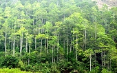 Wood and forestry product export value expected at $20 bln by 2025