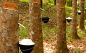 Rubber exports grows sharply in June