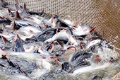 In the CPTPP bloc, Mexico is the country that imports the most Vietnamese pangasius