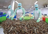 Vietnam's shrimp export rises in H1 but still faces competition
