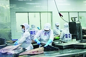 Enterprises seize tuna export opportunities