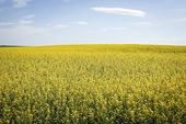 China announces anti-dumping investigation on canola seed imports