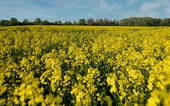 Canola farmers weigh in on China's dumping investigation