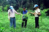 Vietnam’s businesses urged to get ready for CBAM