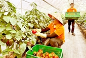 Vietnam's agricultural advantage edge at risk due to lack of deep processing