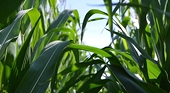 India Extends Anti-Subsidy Duty on Chinese Origin Pesticide Chemical for Five More Years
