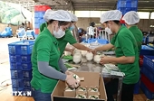 Ben Tre readies conditions for fresh coconut exports