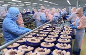 Vietnamese shrimp exports to China enjoy rebound