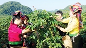 Vietnam-UK agricultural trade potential to be unlocked