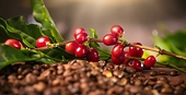 Production declines, in the 2024/25 crop year, coffee exports are forecast to reach 6 billion USD