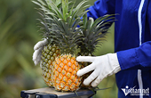 Vietnam’s agricultural exports soar, projected to reach $61 billion this year