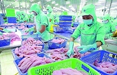 Ensuring the quality of exported pangasius requires attention to breeding stock