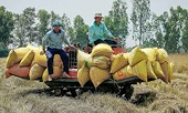 Vietnam spends 1 billion USD to import rice - normal or unusual?