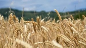 Another welcome check on India’s wheat and rice subsidies from the Office of the US Trade Representative (USTR)