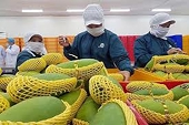 How to boost fruit and vegetable exports to China via official channels discussed