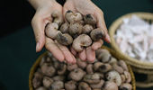 Kingdom’s cashew nut exports to Vietnam surge 36%