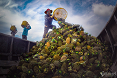 Rice, coffee, fruit exports hit record high