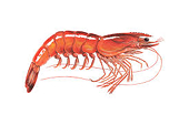 U.S. International Trade Commission votes to impose new tariffs on imported shrimp from Ecuador, India, Indonesia, and Vietnam.