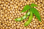 Brazil represents largest soybean suppliers to Vietnam