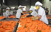 Enhancing agricultural export capacity