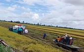 Proactively implementing solutions to maintain rice export prices