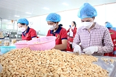Vietnamese cashew seizes growth opportunities in the UK with UKVFTA advantages