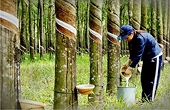 Compliance with EUDR offers long-term benefits to rubber industry