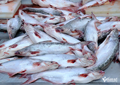Vietnam’s pangasius exports hit $1.8 billion but face new Chinese rivals